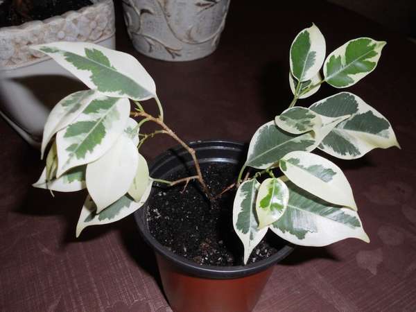 фикус старлайт малышок.jpg