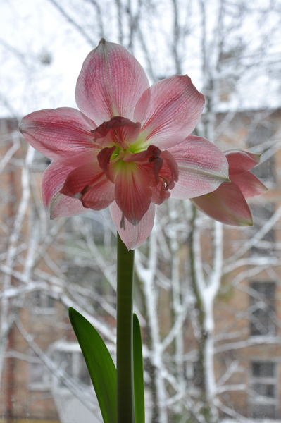 Rozetta. Цветение в конце января  2012.