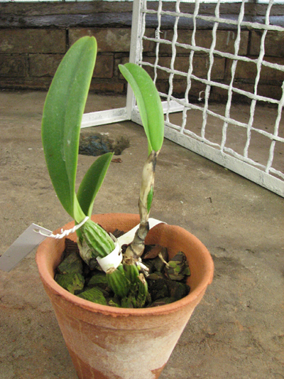 Cattleya percivaliana alba x self.jpg