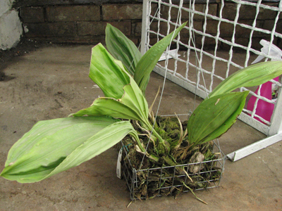 Stanhopea jenischiana.jpg