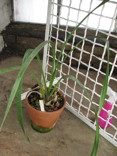 Cymbidium Supernova 'Redhead'.jpg