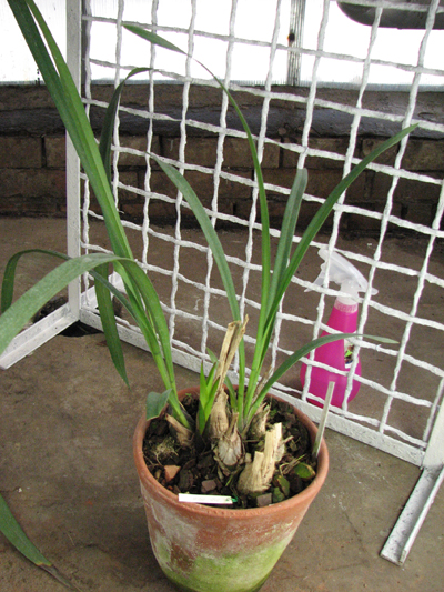 Cymbidium Hazel Fay 'Tangerine'.jpg