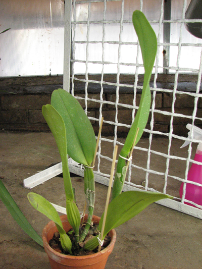 Potinara Mitsuo Akatsuka 'Volcano Queen' (Pot. Ikuko Akatsuka x Blc.jpg