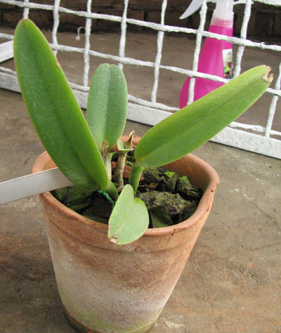 Cattleya maxima semi alba 'AWZ' x SELF.jpg