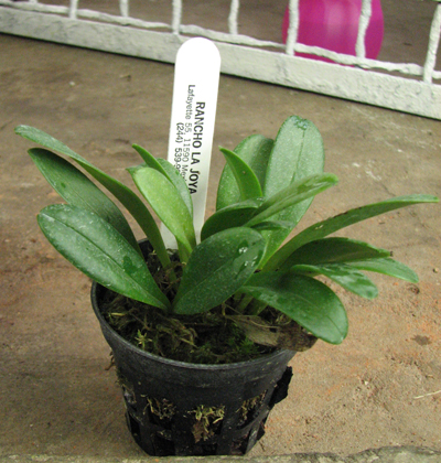 Masdevallia floribunda.jpg