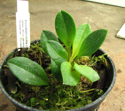 Masdevallia wageneriana var.jpg