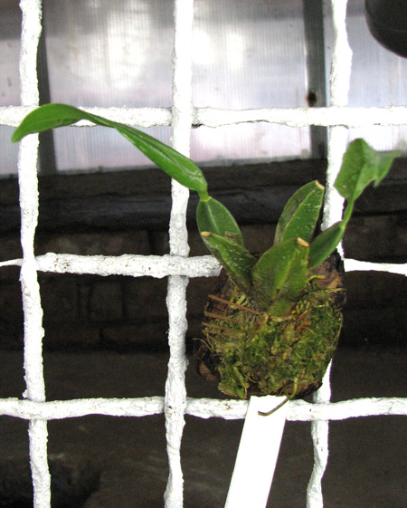 Rhynchostele cervantesii.jpg