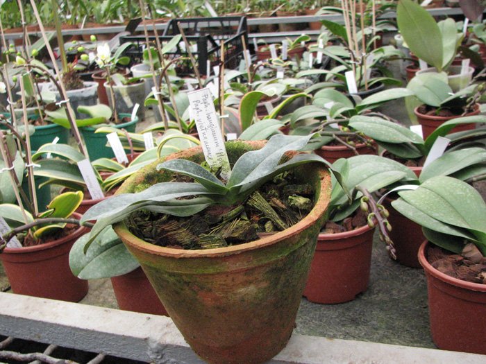 Paphiopedilum hangianum 'Hsiao' x Paphiopedilum vietnamense 'Huei'.jpg