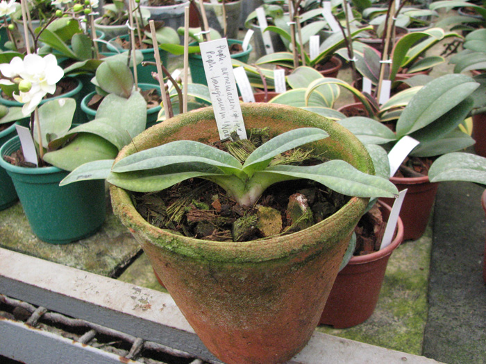 Paphiopedilum armeniacum '#14' x Paphiopedilum hangianum 'Nancy'.jpg