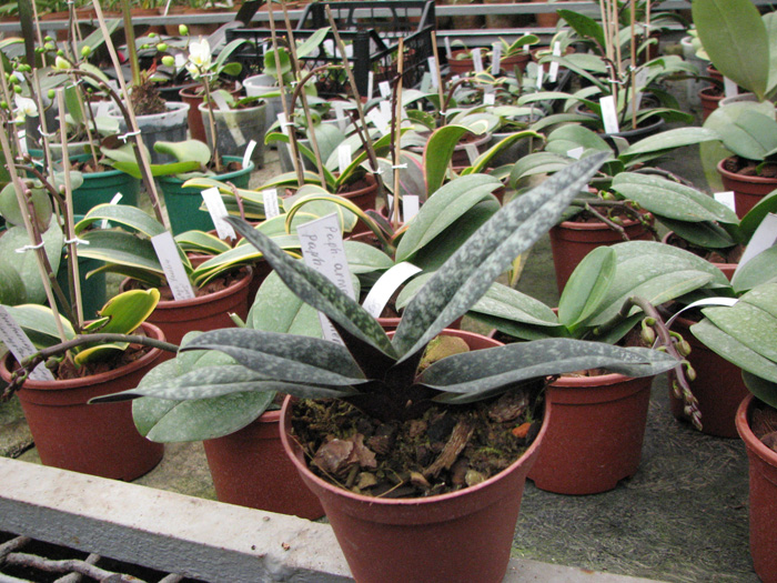 Paphiopedilum armeniacum '#17' x Paphiopedilum vietnamense 'In-Charm'.jpg