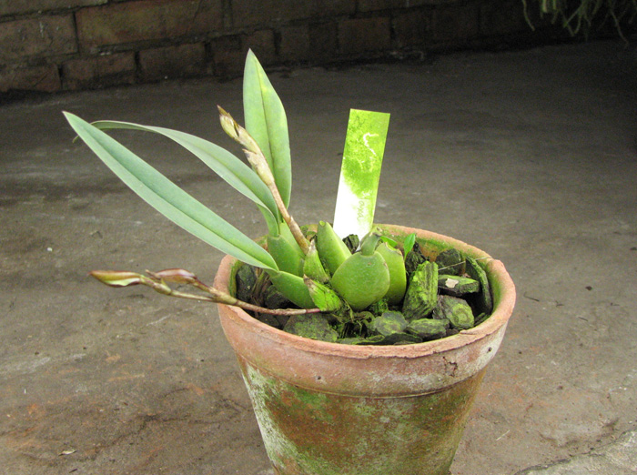 Trichopilia laxa.jpg