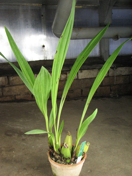 Ida heynderycxii.jpg