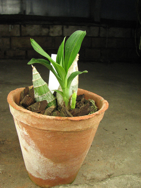 Catasetum tenebrosum.jpg