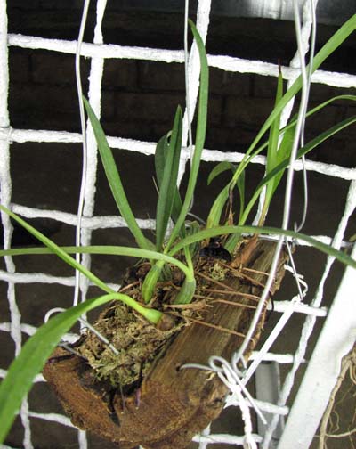 Maxillaria schunkeana2.jpg