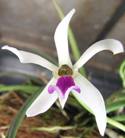 Leptotes bicolor1.jpg