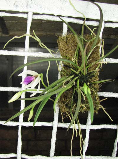 Leptotes bicolor2.jpg