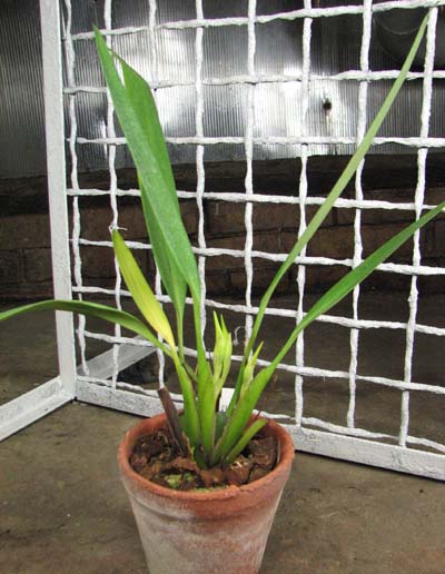 Maxillaria chlorantha.jpg