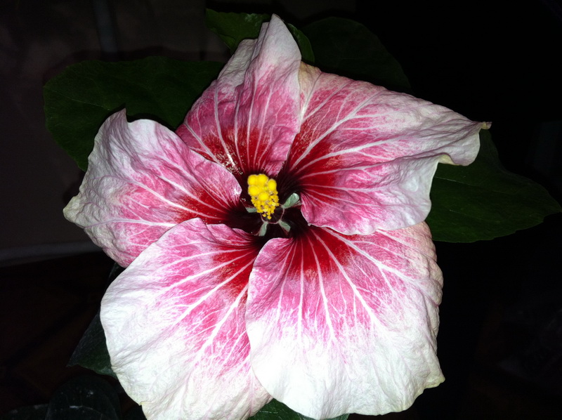 Rockets Red glare.jpg