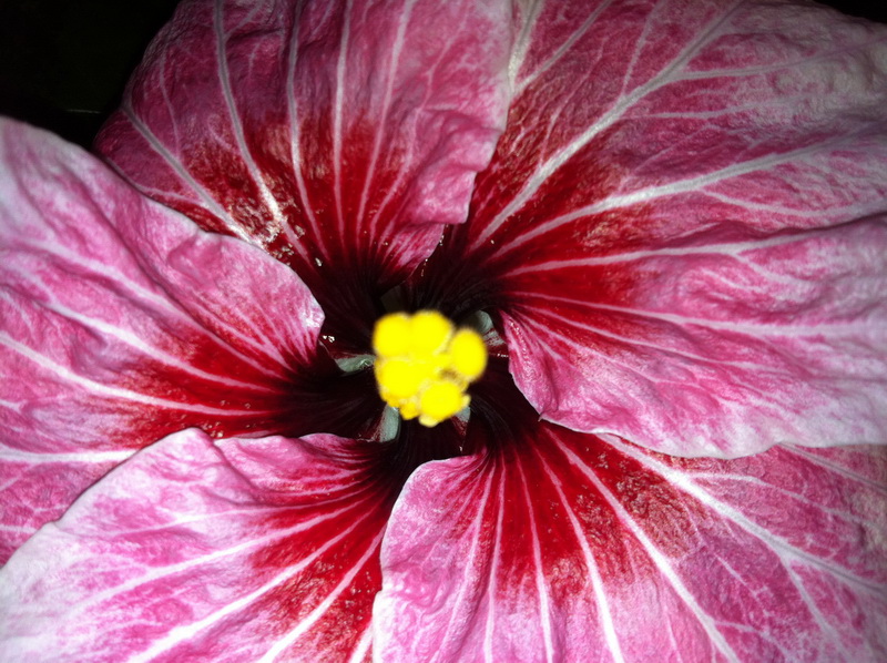 Rockets Red glare2.jpg