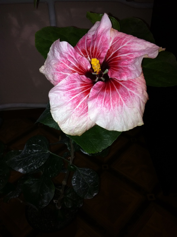 Rockets Red glare3.jpg