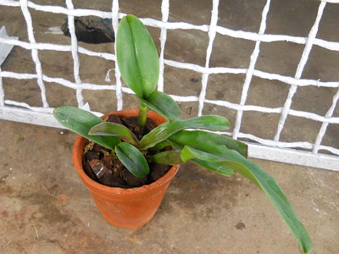 Brassolaeliocattleya Haadyai Delight 'Bangprom Gold'.jpg