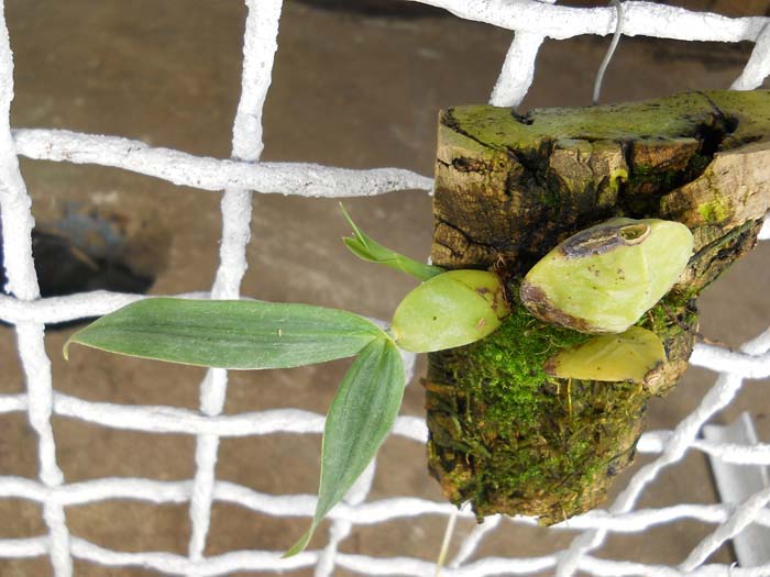 Lycaste dyeriana.jpg
