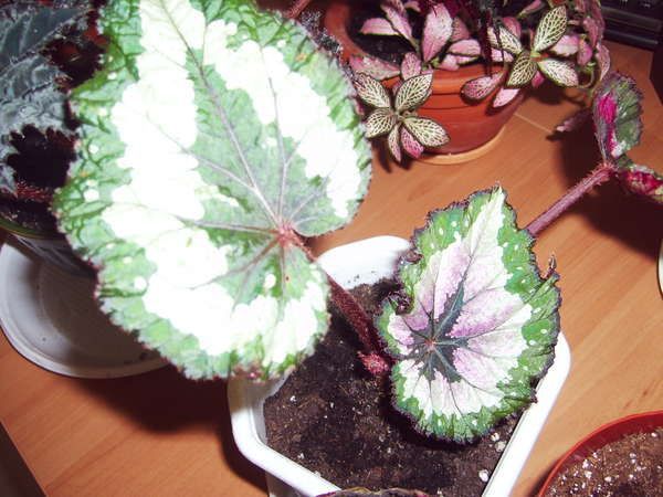 бегония миксовая.jpg