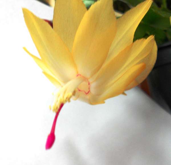 желтая шлюмбергера.jpg