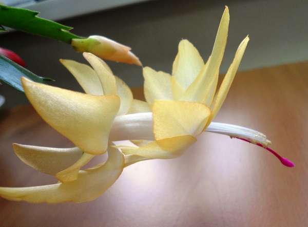 желтая шлюмба.jpg