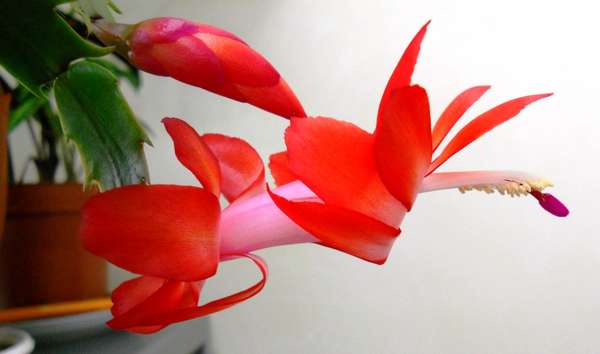 красная шлюмба.jpg