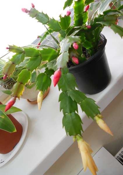 бунончики шлюмбергеры.jpg