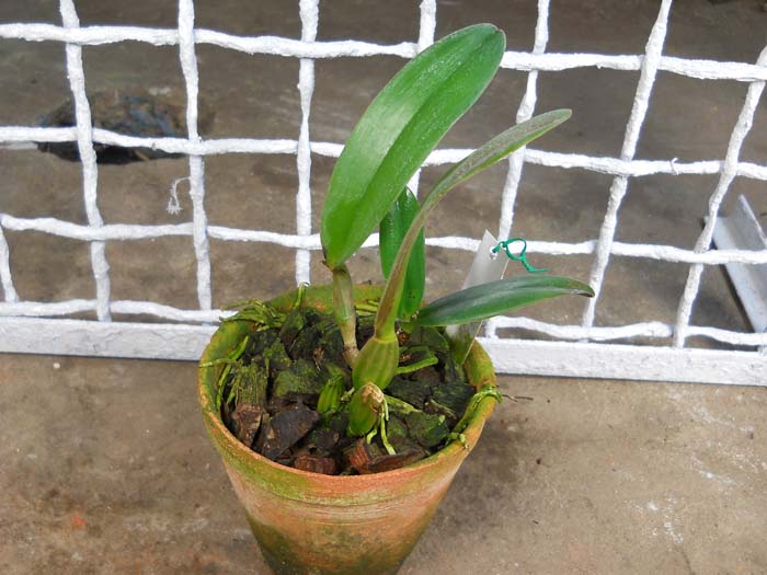 Cattleya jenmanii orlata 'Pacaraima' x SELF.jpg