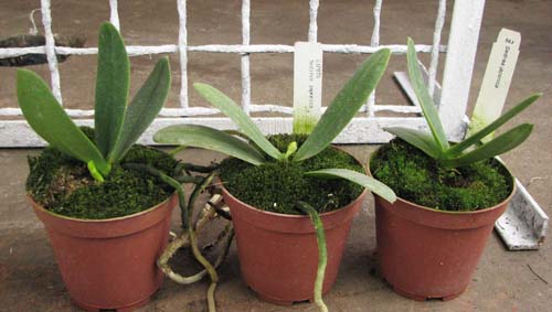 Sedirea japonica.jpg