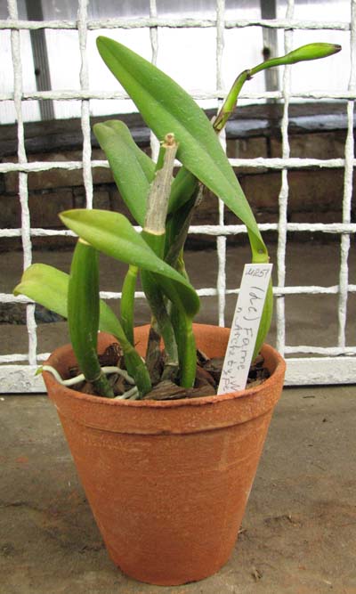 Laeliocattleya Fame 'N Glory 'Archetype'.jpg