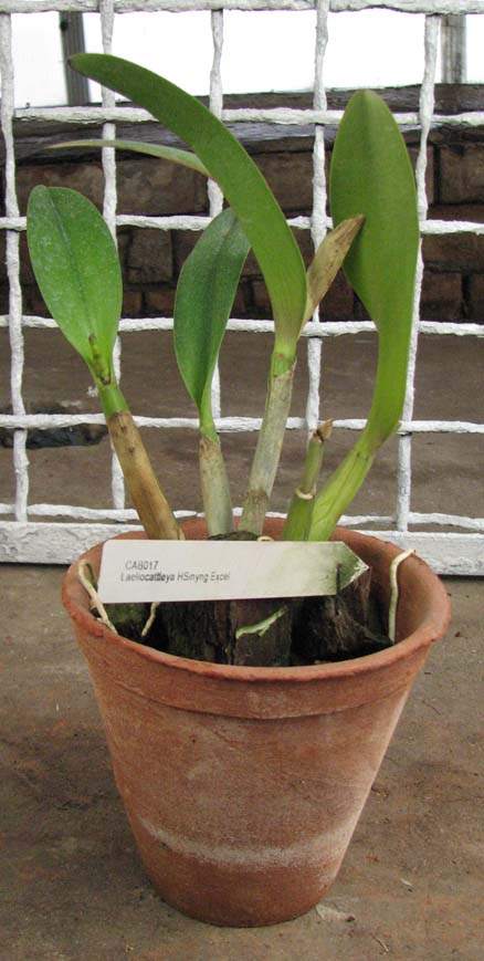 Laeliocattleya Hsiyting Ezcell 'D'.jpg