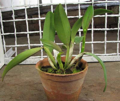 Pot. Memorial Gold Canary.jpg