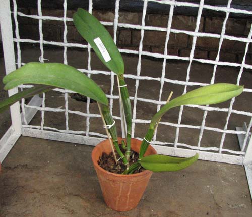 Cattleya jenmanii coerulea 'Pedra Azul' x SELF.jpg
