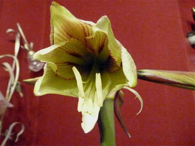 Rembrandt van Rijn_.jpg