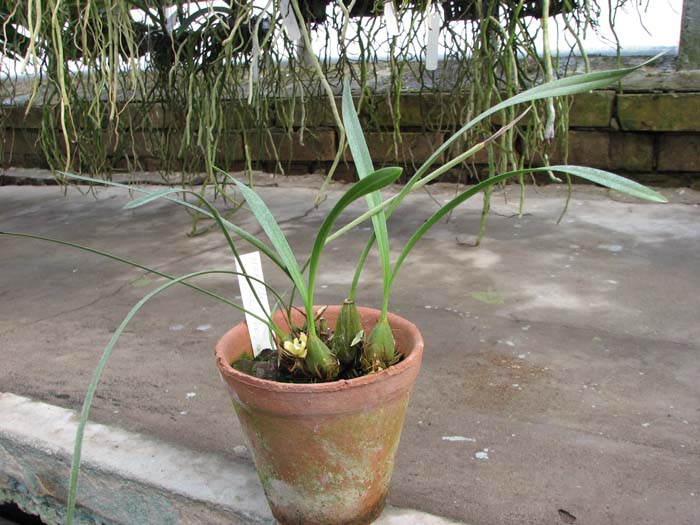 Maxillaria chrysantha.jpg