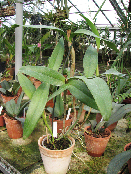 Cattleya Belairensis.jpg