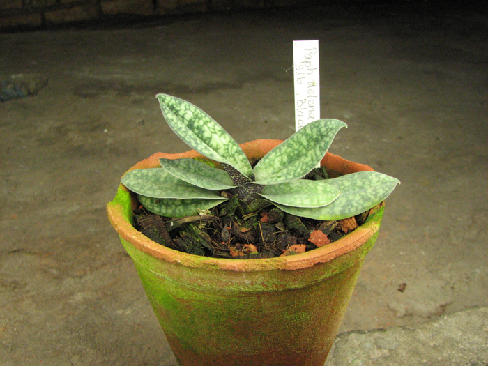 Paphiopedilum delenatii 'Giant' x sib 'Black Foligue'.jpg