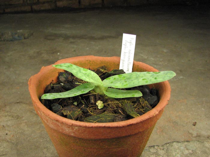 Paphiopedilum micranthum 'Choiced' x Paphiopedilum hangianum '#9'.JPG