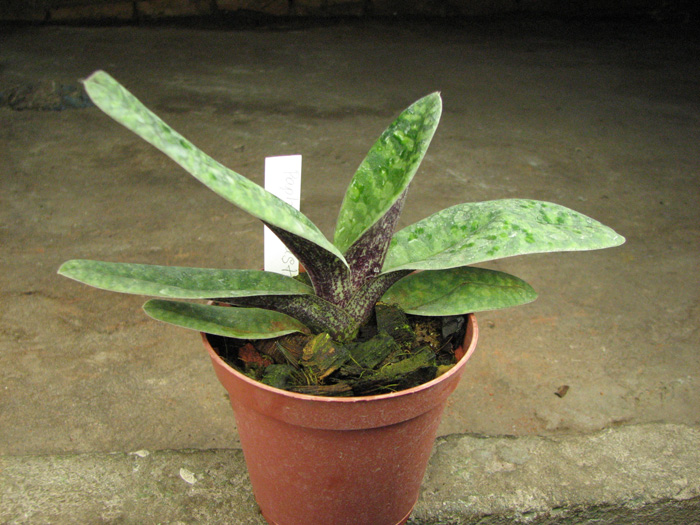 Paphiopedilum venustum.jpg