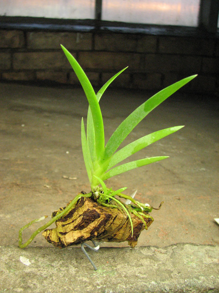 Podangis dactyloceras.jpg