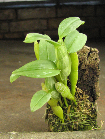 Dendrobium trantuanii.jpg