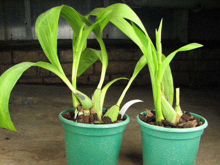 Zygopetalum Rhein Harlequin 'Cappuccino'.jpg