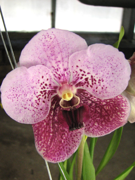 Vanda Kasem's Delight x Vanda Bitz's Heratthrob.jpg