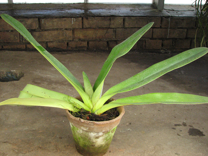 Paphiopedilum stonei x rothschildianum.jpg