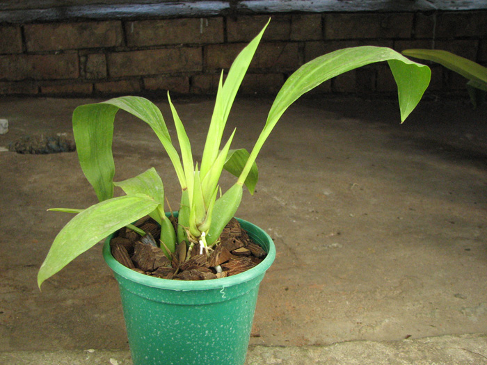 Zygopetalum Rhein Harlequin 'Cappuccino'.jpg