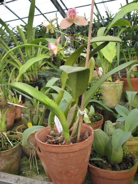 Laeliocattleya Cornelia coerulea.jpg
